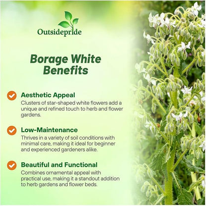 Outsidepride White Borage Seeds for Planting – 2000 Pcs. Annual, Drought-Tolerant Herb Seeds with Star-Shaped Blooms, Attracts Bees for Pollinator Gardens, Summer Teas, Decoration & Culinary Use