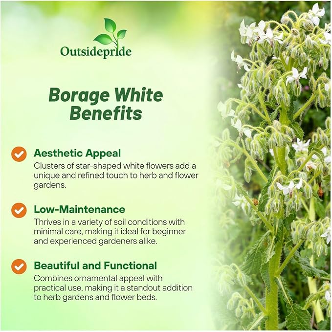 Outsidepride White Borage Seeds for Planting – 1000 Pcs. Annual, Drought-Tolerant Herb Seeds with Star-Shaped Blooms, Attracts Bees for Pollinator Gardens, Summer Teas, Decoration & Culinary Use