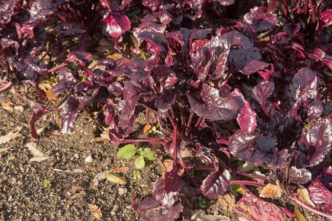 Bull's Blood Beet Seeds for Planting, 100+ Heirloom Seeds Per Packet, (Isla's Garden Seeds), Non GMO Seeds, Botanical Name: Beta vulgaris, Great Home Garden Gift