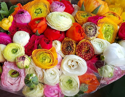 French Peony Mixed Ranunculus - 12 Largest Size Corms, Premium Ranunculus Bulbs, Vibrant Multicolor Blooms, Ideal for Garden Beds, Perfect for Spring Planting, Stunning Peony-Like Flowers