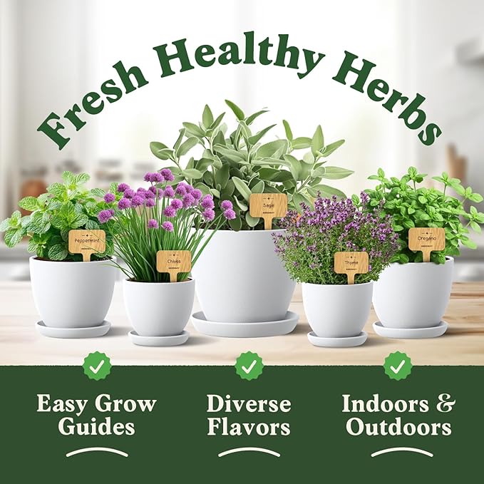Seedboy Organic Non GMO 10 Herb Variety Pack: Basil, Cilantro Mint Oregano Parsley Thyme Chives Dill Sage Rosemary for Planting Indoor and Outdoor, 5460 USDA Certified Seeds (10 Herb Variety Pack)