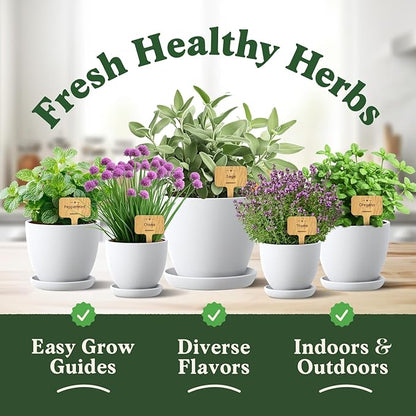 Seedboy Organic Non GMO 10 Herb Variety Pack: Basil, Cilantro Mint Oregano Parsley Thyme Chives Dill Sage Rosemary for Planting Indoor and Outdoor, 5460 USDA Certified Seeds (10 Herb Variety Pack)