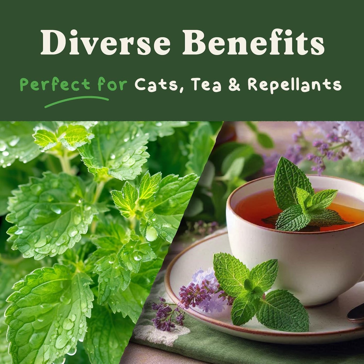 Seedboy Catnip Seeds for Planting Indoor and Outdoor, Non-GMO Herb Seed Packet for Hydroponic Garden Indoor or Planting Outdoors (Catnip)