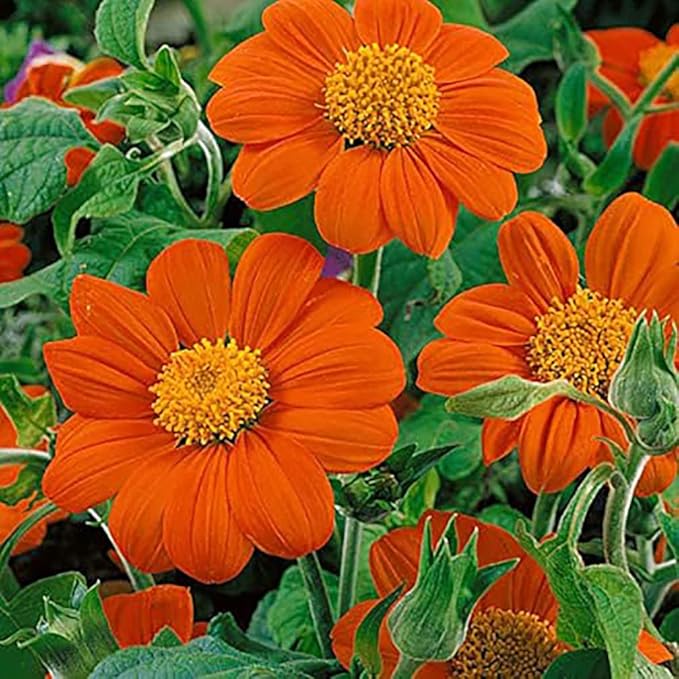 Mexican Sunflower Seeds - Attracts Bees and Butterflies