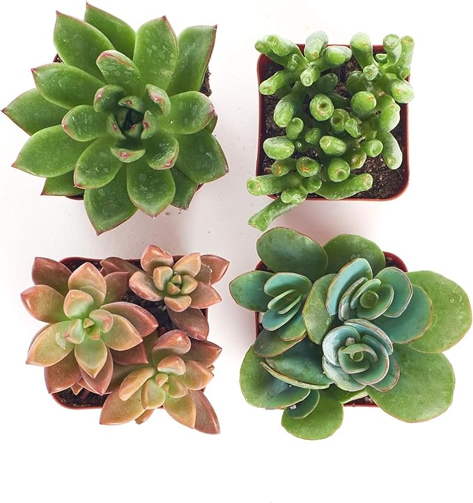 Shop Succulents Assorted Succulent Plant Pack Collection - Live Mini Succulent Plants, Low Maintenance, Mixture of Colors & Textures - Wedding and Party Favors, Gift & Garden, Pack of 4