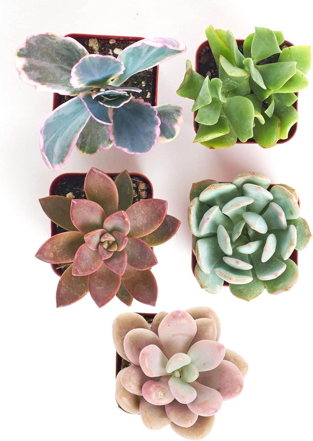 Shop Succulents Pastel Succulent Plant Pack Collection - Live Mini Succulent Plants, Low Maintenance, Bright & Serene Colors & Textures - Wedding and Party Favors, Gift & Garden, Pack of 5