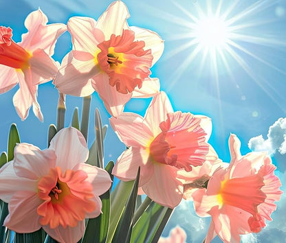 10 Pink Party Daffodil Bulbs for Planting - Easy to Grow Perennial Flowers for Garden or Containers (10 Bulbs)