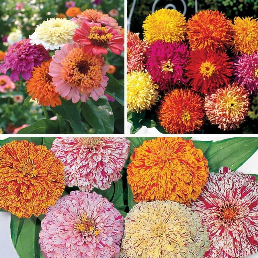 Park Seed Sow Effortless Collection Seed Tape – Zinnia Collection, 15 Feet – Easy DIY Planting, Fancy Double Blooms, Colorful Cut-and-Come-Again Annuals for Garden Beds & Bouquets, No Thinning Needed
