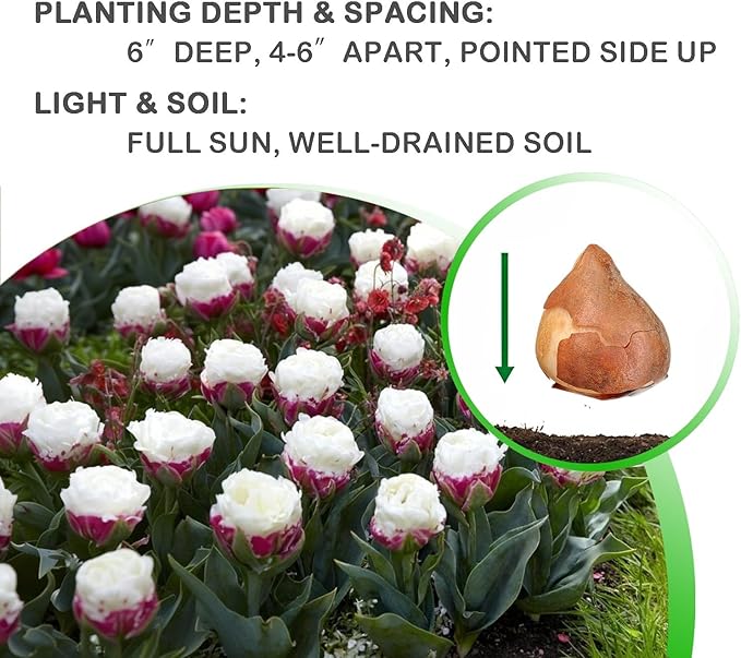 Ice Cream Double Tulip Bulbs – 3 Premium Peony-Style Blooms | White Cream Petals with Pink-Red Base | Unique Spring Perennial Flowers for Gardens & Containers – Zones 3–8 (3 Bulbs)