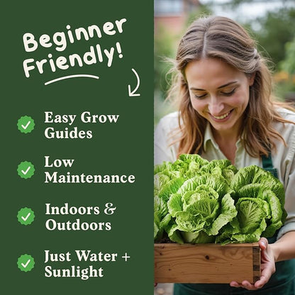 Seedboy Organic Lettuce Seeds for Planting Indoor and Outdoor, Non-GMO and USDA Certified Vegetable Seed Packet for Hydroponic Garden Indoor or Planting Outdoors (Buttercrunch Lettuce)