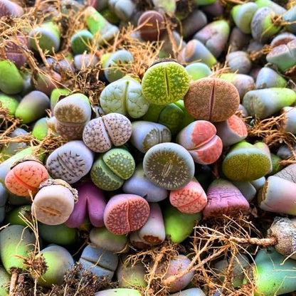 Mix Lithops Succulents Plants Live Bulks, Pack 20 Corlorful Living Stones Lithops Live Plants, Beautiful Lithops Living Stones to Grow, Lithop Succulents Cactus Garden