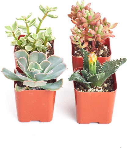 Shop Succulents Assorted Succulent Plant Pack Collection - Live Mini Succulent Plants, Low Maintenance, Mixture of Colors & Textures - Wedding and Party Favors, Gift & Garden, Pack of 4
