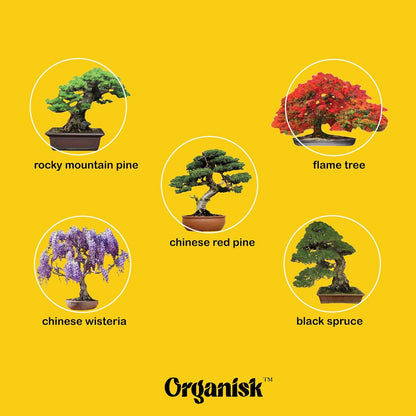 Bonsai Starter Kit - 5 Unique Tree Types, Special DIY Garden Hobby Kits - Great for Plant Lovers, for Kids, Men, Women, and Bonsai Enthusiasts