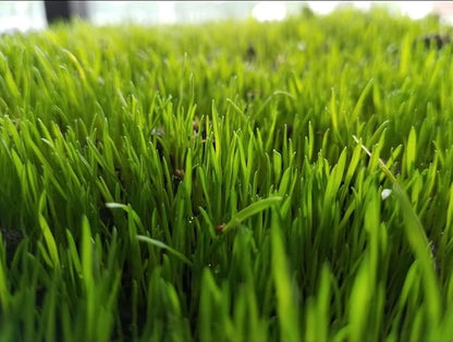 Centipede Grass Seed 5 Pound