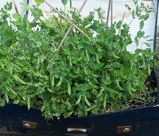 50 Sugar Ann Sugar Snap Pea Heirloom Seeds - Non GM - BUSH Form 2' High