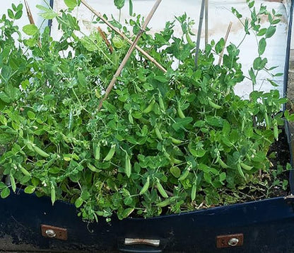 50 Sugar Ann Sugar Snap Pea Heirloom Seeds - Non GM - BUSH Form 2' High