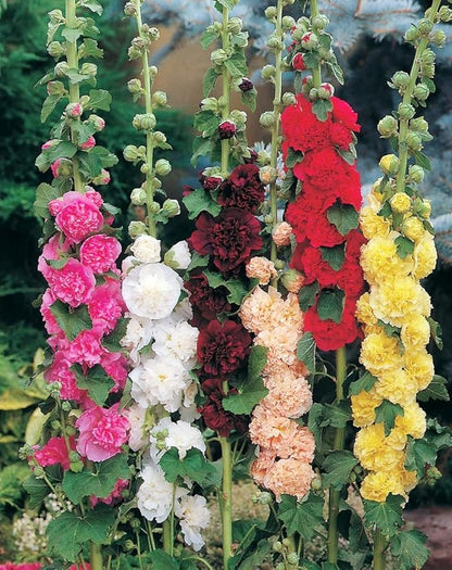 Hollyhock Double Mix Seeds – Alcea Rosea | Biennial/Perennial | Vibrant, Double Blooms for Garden Borders & Cottage Gardens