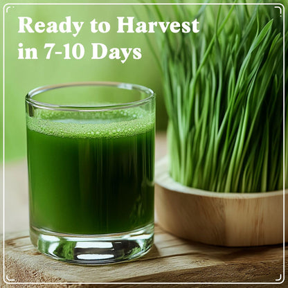 Seedboy Organic Wheatgrass Seeds for Microgreens - Non-GMO, USA Grown Microgreens Sprouting Seeds Mix (8 oz) (Hard Red Spring Wheatgrass)