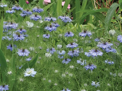 Non GMO Love in a Mist Flower Seeds Nigella damascena (1 Lb) 224,000 Seeds