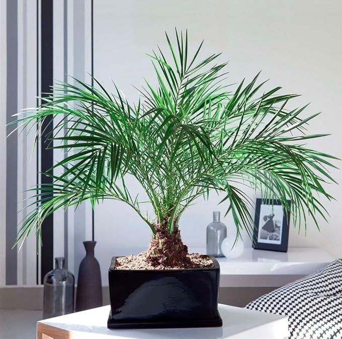 Dwarf Date Palm Seeds – Slow-Growing Perennial Palm (Phoenix roebelenii) | Indoor/Outdoor Ornamental, Non-GMO, Tropical Landscape Plant