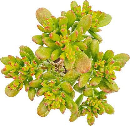 Sprout N Green Hobbit Jade - Crassula Ovata Hobbit, Rare Cute Succulent Plant Fully Rooted in 4" Pot