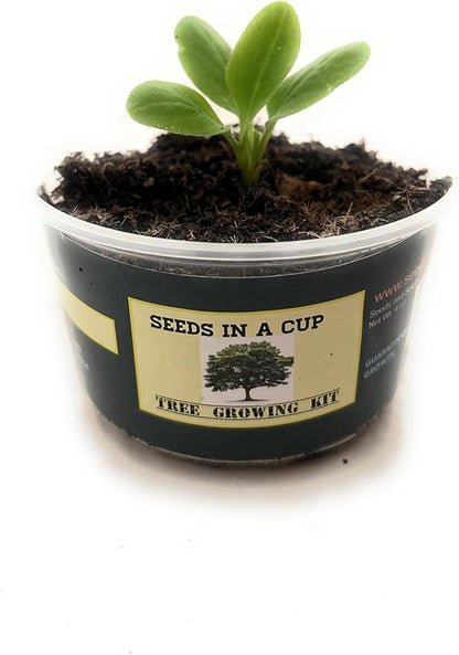 Tree Grow Kit | Easy to use | Educational | Memorial Gift | Plant It for The Planet | Grow Your Own Tree |Wide Selection to Choose from (Dogwood)