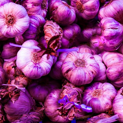 1 Pound Garlic for Planting in Fall Hardneck, 8-10 Purple Garlic Bulbs for Planting, Fresh and High Yield Bulb Variety Pack, Hardy and Fast Growing