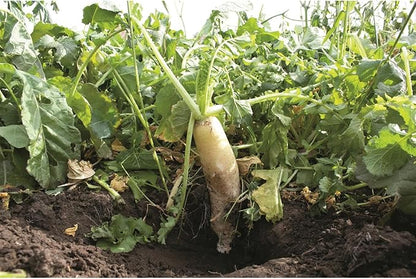 Ani-Logics Outdoors Seeds of Science Pro Brassica Blend (8)