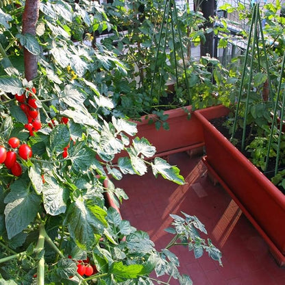 Sunnyglade 72 Inch Garden Stakes, Tomato Stakes Plastic Coated Metal Plant Sticks Stakes Supports for Indoor Outdoor Plants Vegetable (30)