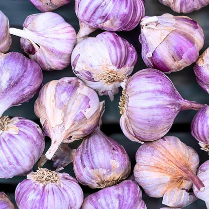 1 Pound Garlic for Planting in Fall Hardneck, 8-10 Purple Garlic Bulbs for Planting, Fresh and High Yield Bulb Variety Pack, Hardy and Fast Growing