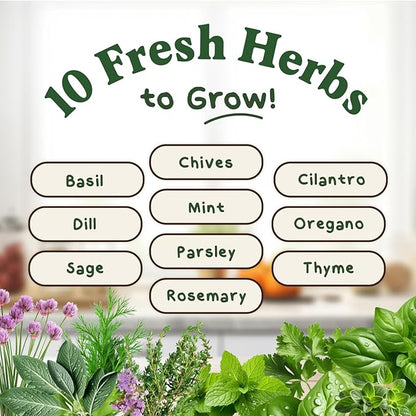 Seedboy Organic Non GMO 10 Herb Variety Pack: Basil, Cilantro Mint Oregano Parsley Thyme Chives Dill Sage Rosemary for Planting Indoor and Outdoor, 5460 USDA Certified Seeds (10 Herb Variety Pack)