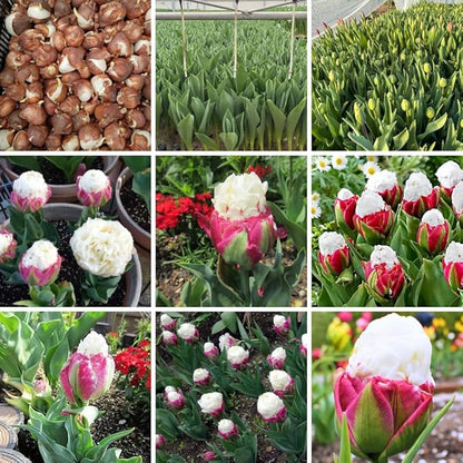 10 Tulip Bulbs for Fall Planting Bulk, Ice Cream Tulip Bulbs for Growing Indoors, Flower Bulb Spring Fall