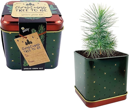 BUZZY Seeds Holiday Spruce Square Tin Grow Kit 2-Pack – Indoor Mini Spruce Tree Starter Kit for Plant Lovers – DIY Gardening, Stocking Stuffers, Party Favors, and Classroom Projects