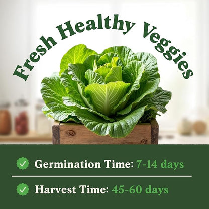 Seedboy Organic Lettuce Seeds for Planting Indoor and Outdoor, Non-GMO and USDA Certified Vegetable Seed Packet for Hydroponic Garden Indoor or Planting Outdoors (Buttercrunch Lettuce)