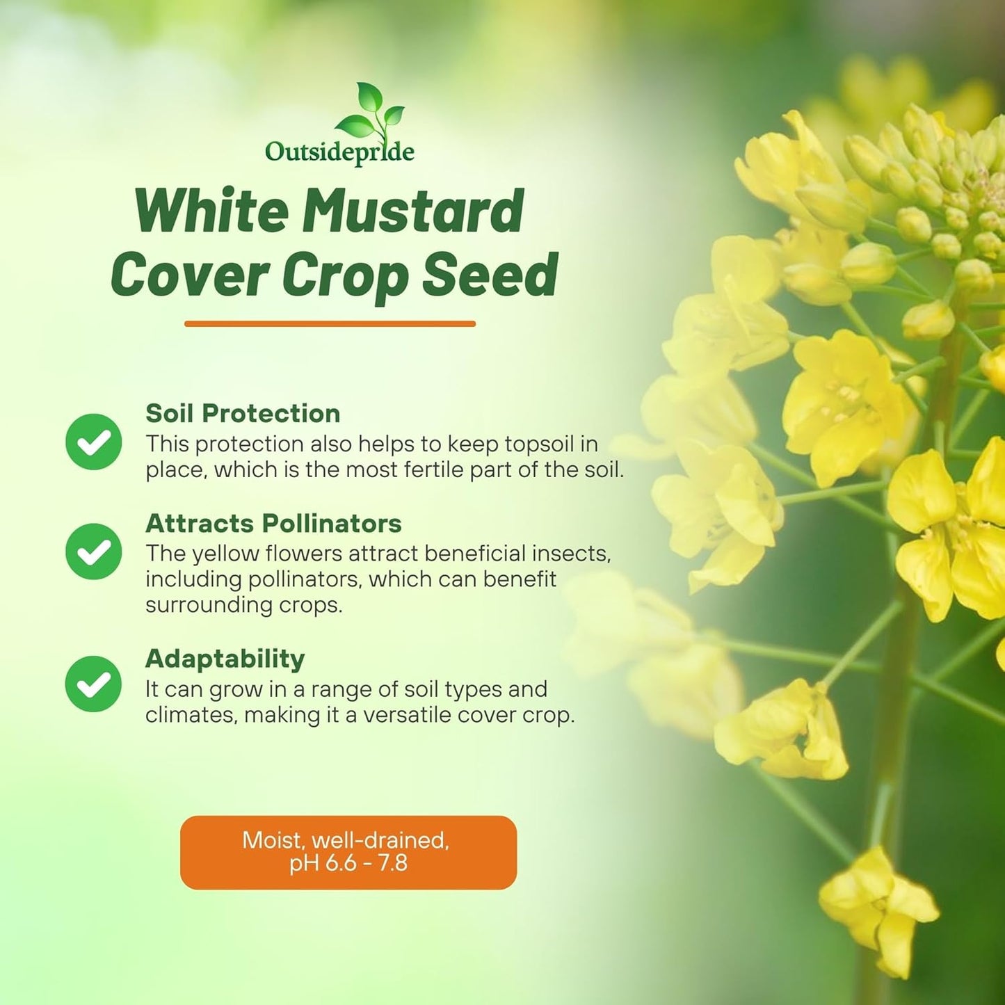 Outsidepride White Mustard Seeds for Planting - 5 lb Annual Cover Crop Seeds w/Deep Root System, High Protein Forage, Ideal for Soil Fertility, Crop Rotations, & Livestock Nutrition