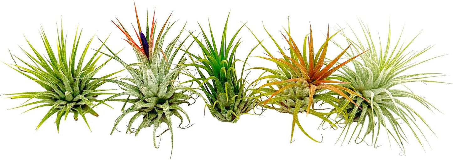 ragnaroc Air Plants - Tillandsia Ionantha Pack, Regular 1-3" - 5ct - Live Arrival Guaranteed - House Plants for Home Decor & Gift