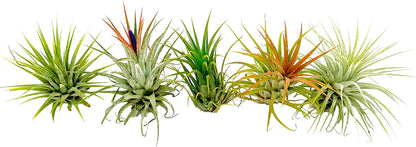ragnaroc Air Plants - Tillandsia Ionantha Pack, Regular 1-3" - 5ct - Live Arrival Guaranteed - House Plants for Home Decor & Gift