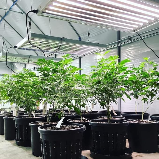 Active Grow 4FT T5 HO LED Grow Light – 8×25W Full Spectrum Panel, High CRI 95, Daisy-Chainable – Ideal Grow Light for Indoor Plants, Veg & Bloom, T5 Grow Lights Fixture