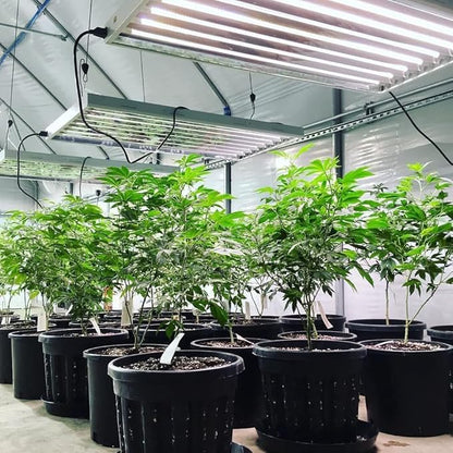 Active Grow 4FT T5 HO LED Grow Light – 8×25W Full Spectrum Panel, High CRI 95, Daisy-Chainable – Ideal Grow Light for Indoor Plants, Veg & Bloom, T5 Grow Lights Fixture