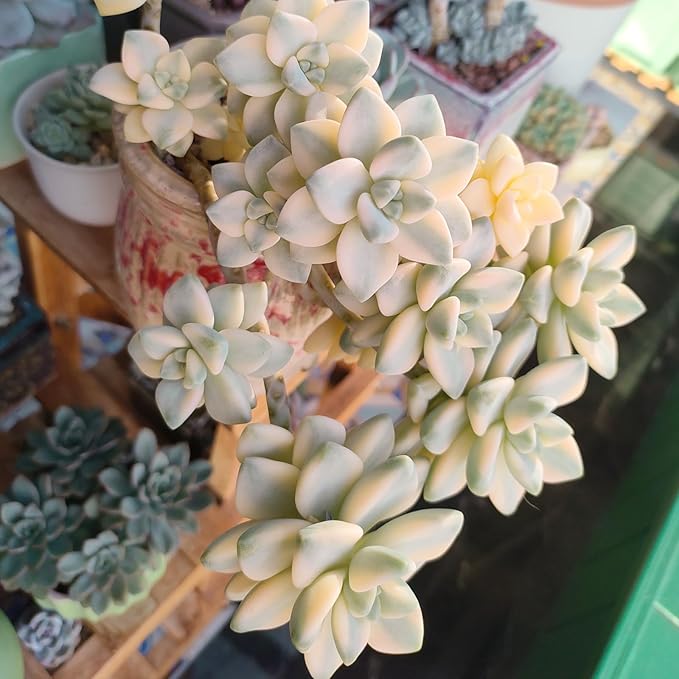 Sprout N Green Pachyphytum 'Apricot Beauty', Rare Live Succulent Plant Fully Rooted in 4" Planter with Soil, Home Office Indoor Outdoor Wedding Decoration DIY Projects Party Favor