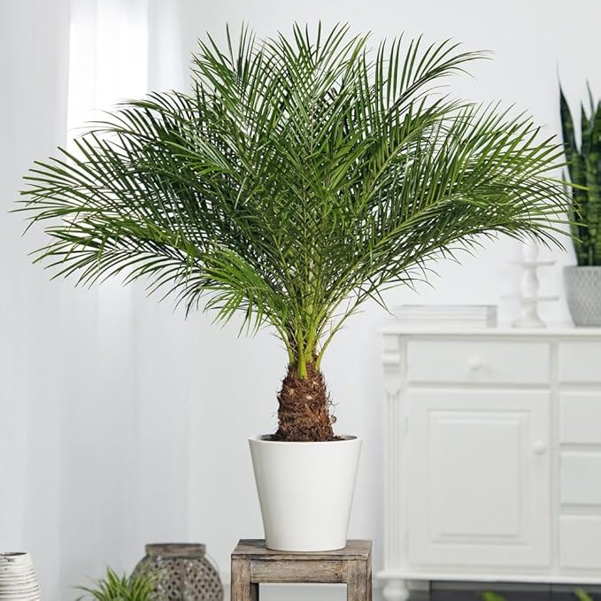 Dwarf Date Palm Seeds – Slow-Growing Perennial Palm (Phoenix roebelenii) | Indoor/Outdoor Ornamental, Non-GMO, Tropical Landscape Plant