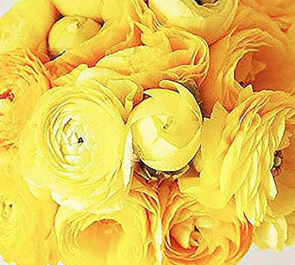 French Peony Mixed Ranunculus - 12 Largest Size Corms, Premium Ranunculus Bulbs, Vibrant Multicolor Blooms, Ideal for Garden Beds, Perfect for Spring Planting, Stunning Peony-Like Flowers