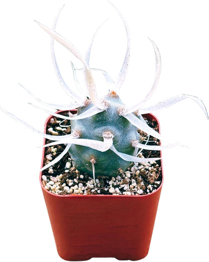 Succulents Plants Live 2inch Live Mini Succulent Plants, Easy Care House Plants Rooted in Succulent Soil Mix, by The Succulent Cult (Paper Spine Cactus - Tephrocactus Articulatus, 2 Inch)