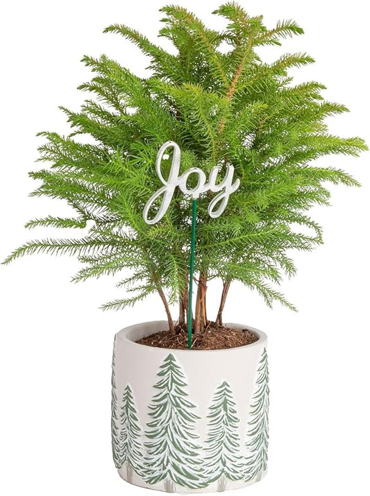 Costa Farms Live Christmas Tree, Small Norfolk Island Pine in Frosted Pine Trees Ceramic Plant Pot, Joy Holiday Decoration, Tabletop Christmas Gift, Holiday, Christmas Room Decor, 10-12 Inches Tall