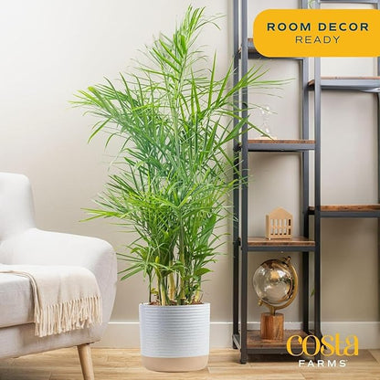 Costa Farms Bamboo Palm, Easy to Grow Houseplant, Live Indoor Plant Potted in Decor Plant Pot, Room or Office Decor, 3-4 Feet Tall