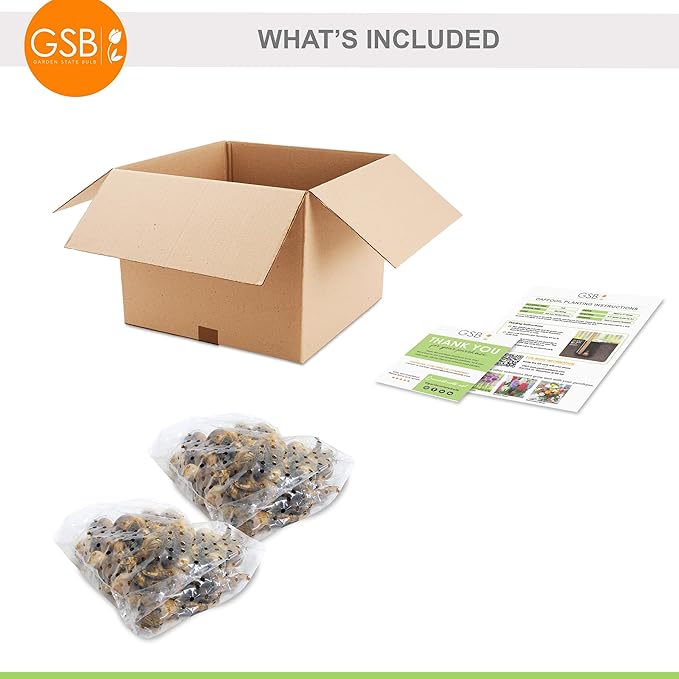 Garden State Bulb Pink Mix Daffodil Flower Bulbs, 14/16cm, Fall Planting (Bag of 50)