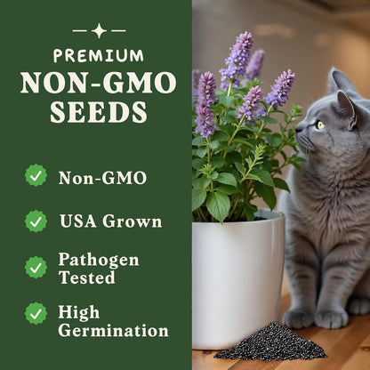 Seedboy Catnip Seeds for Planting Indoor and Outdoor, Non-GMO Herb Seed Packet for Hydroponic Garden Indoor or Planting Outdoors (Catnip)