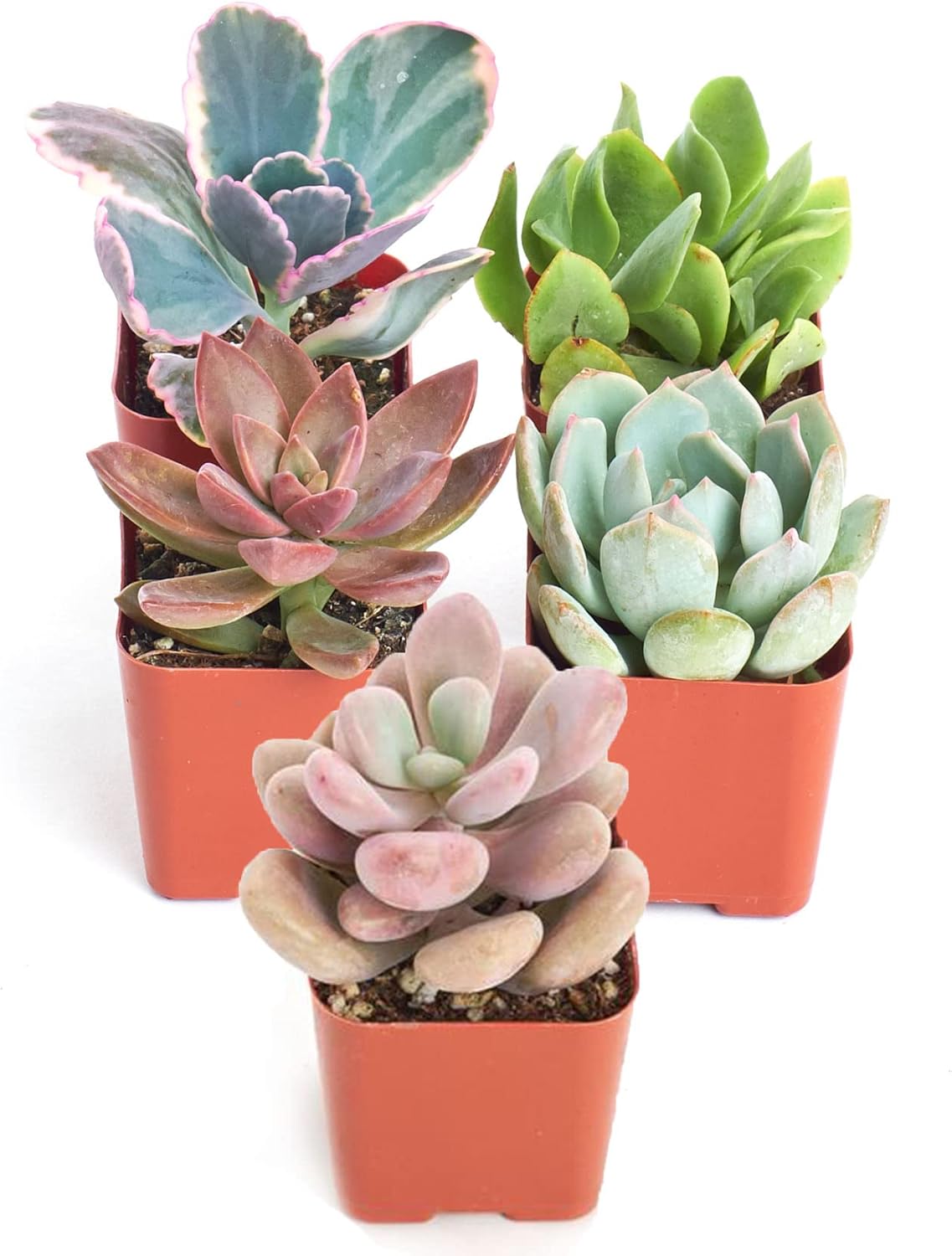 Shop Succulents Pastel Succulent Plant Pack Collection - Live Mini Succulent Plants, Low Maintenance, Bright & Serene Colors & Textures - Wedding and Party Favors, Gift & Garden, Pack of 5