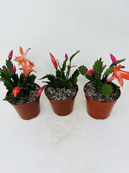 Three Christmas Cactus Red Bloom- 4" Pot- Zygocactus Plants
