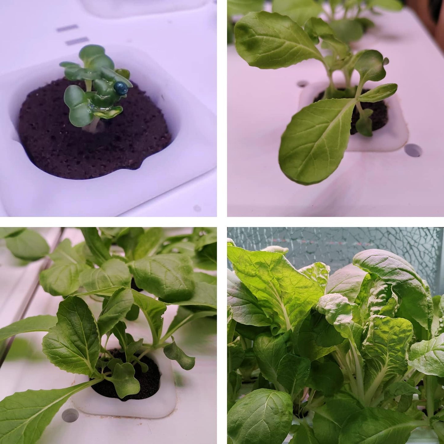 Seed Pods Kit for Hydroponics Growing System, Seed Starter Pods for Indoor Garden, Including 12pcs Grow Sponges, Grow Baskets, A&B Hydroponic Nutrients, Compatible with Idoo, QYO, LYKO, Square Shape